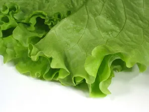 Single Vegetable Leaf Wallpaper