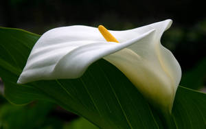 Single White Lily Flower Wallpaper