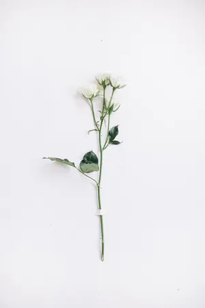 Single White Roses Aesthetic White Background Wallpaper
