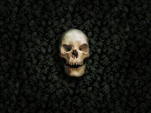 Skull Skeleton Fanart Wallpaper