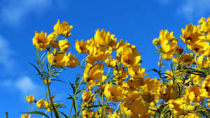 Sky View With Yellow Aesthetic Flower Desktop Wallpaper