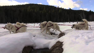 Sled Dogs Winter Landscape Wallpaper