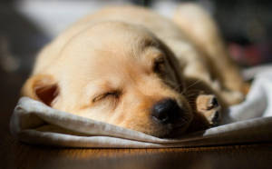 Sleep Labrador Retriever Puppy Desktop Wallpaper
