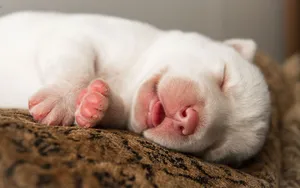 Sleeping Baby White Dog Wallpaper