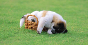 Sleeping Dog In The Field Wallpaper