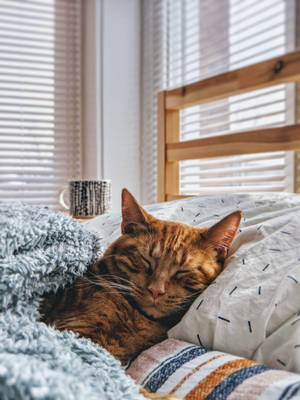 Sleeping Home Cat Wallpaper