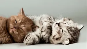 Sleeping Kittens Cuddling Together Wallpaper