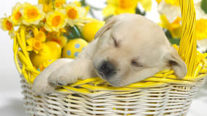 Sleeping Puppy In A Basket Wallpaper
