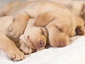 Sleeping Two Labrador Dogs Wallpaper