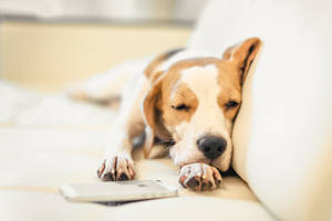 Sleepy Beagle On A Couch Wallpaper