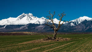 Slovakia Icy Mountain Wallpaper