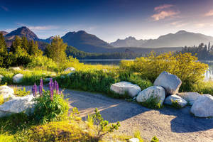 Slovakia Road With Plants Wallpaper