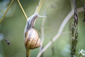 Slow Stroll On The Green Leaf Wallpaper