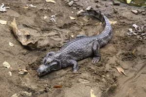 Slumped Caiman On Mud Wallpaper