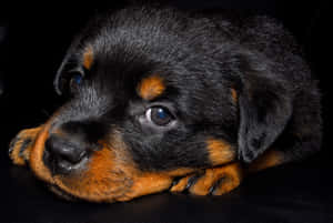 Small Dog Rottweiler Closeup Angle Shot Wallpaper
