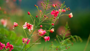 Small Pretty Pink Flowers Raindrops Wallpaper