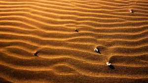 Small Seashell On Sand Wallpaper