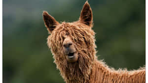 Smiling Brown Llama Portrait.jpg Wallpaper