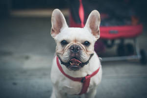 Smiling French Bulldog Red Collar Wallpaper