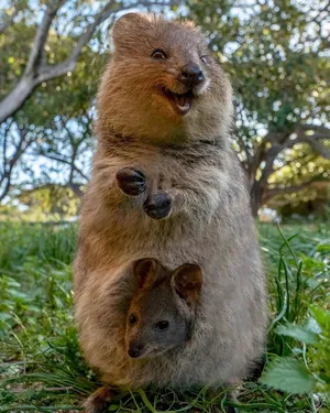 Smiling Quokka With Joey.jpg Wallpaper