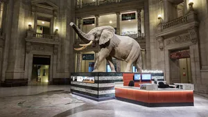 Smithsonian African Bush Elephant Wallpaper