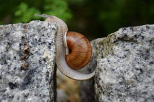 Snail Caught In Between Wallpaper