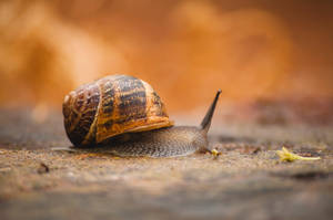 Snail During Autumn Wallpaper