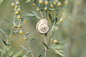 Snail Plant Aesthetic Wallpaper