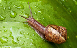 Snail Rain Leaf Wallpaper