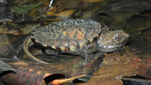 Snapping Turtle On Wet Leaves.jpg Wallpaper