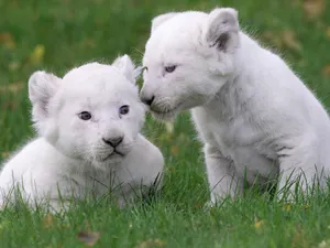 Sniffing White Lion Cub Wallpaper