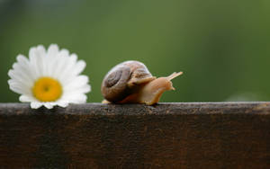 Snobbish Snail Wallpaper