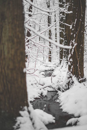 Snow Covered Forest In Thaw Wallpaper