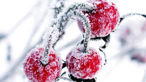 Snow Cranberry On Vines Wallpaper