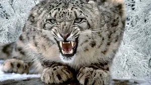 Snow Leopard Wallpapers Wallpaper
