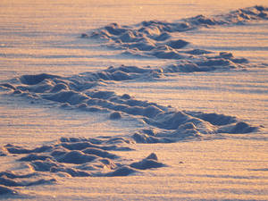 Snow Traces In The Early Light Wallpaper