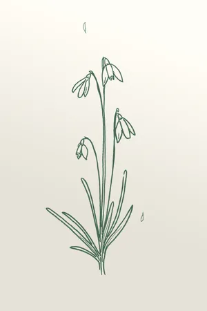 Snowdrops Illustration In A Sketch Style Wallpaper