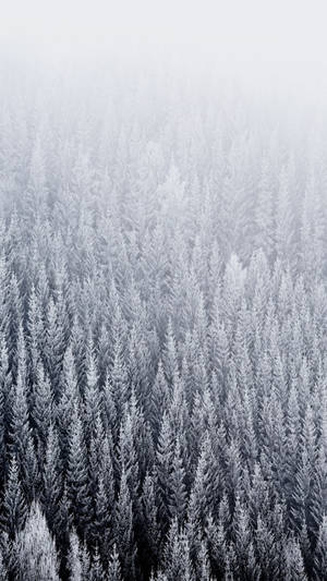 Snowy Pine Trees Ios Default Wallpaper