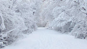 Snowy Winter Wonderland Wallpaper