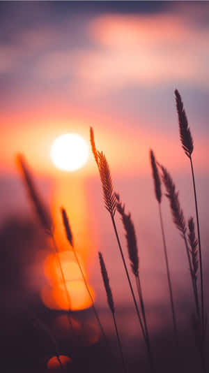 Soak In The Beautiful Sunshine. Wallpaper