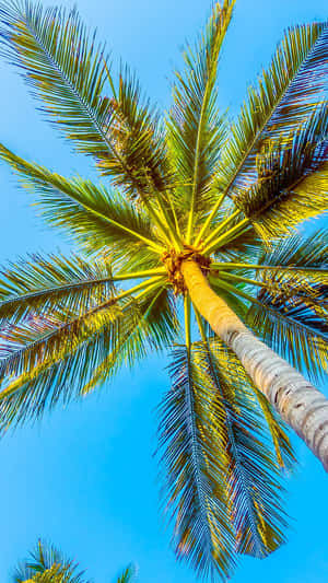 Soak Up The Sun In Southern California This Summer Wallpaper