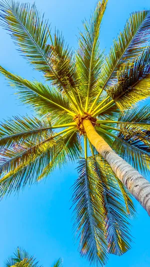 Soak Up The Sun In Southern California This Summer Wallpaper