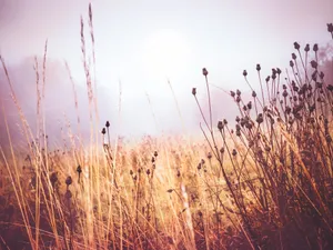 Soaking Up The Last Of Summer's Rays Wallpaper