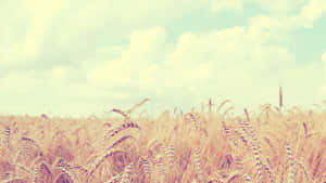 Soft Aesthetic Wheat Field Computer Wallpaper