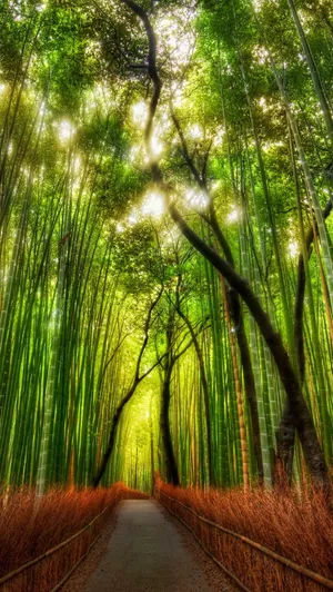 Soft Bamboo Forest Iphone Wallpaper