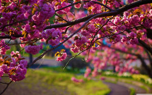 Soft Pink Sakura Falling Gently On A Japanese Spring Desktop Wallpaper