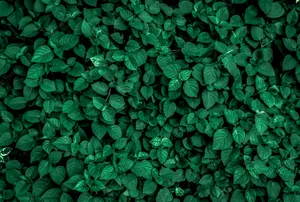 Solid Green Leaves Wallpaper