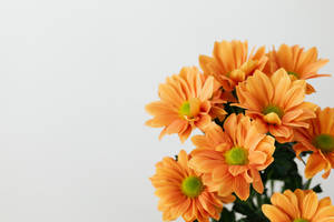 Solid Pastel Color Orange Flower Wallpaper