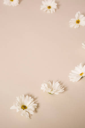 Solid Pastel Color White Flowers Wallpaper