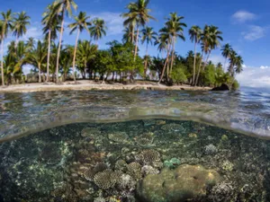 Solomon Islands Sea Urchins Wallpaper
